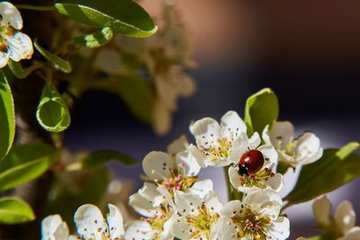 Photo of the blossom of a pear tree with a small ladybug peeking out