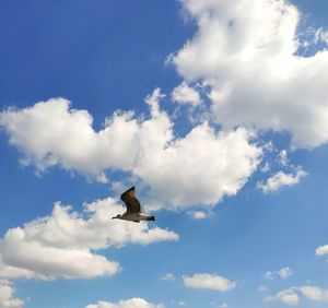 Low angle view of seagull flying in sky