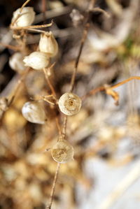 Close-up of dried hanging against blurred background