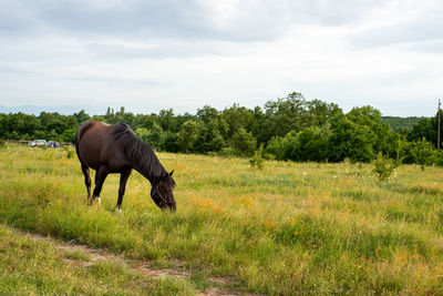 Horse in a field