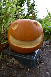 Close-up of pumpkin on wood during halloween