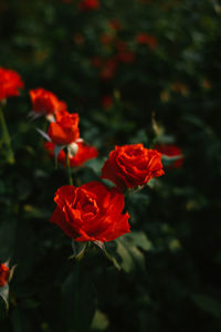 Close-up of red rose