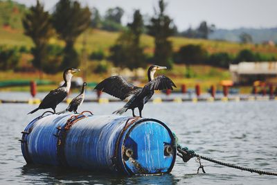 Birds perching on a lake