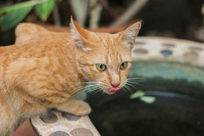 Portrait of cat sitting outdoors