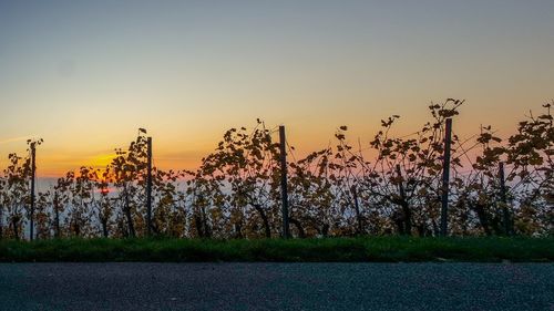 Plants growing on field against sky during sunset