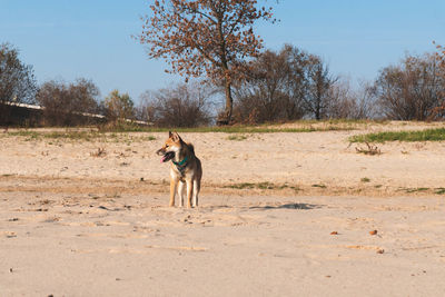 Dog standing in a field