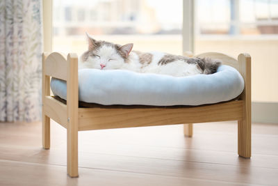 Close-up of white cat sleeping on a small bed at home