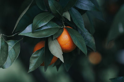 Close-up of fruits growing on tree