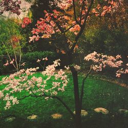 Pink flowers blooming on tree