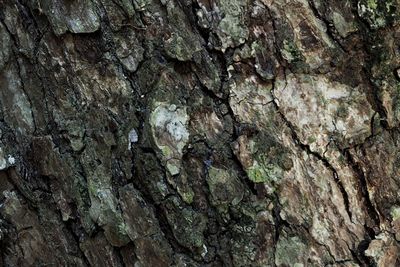 Full frame shot of tree trunk