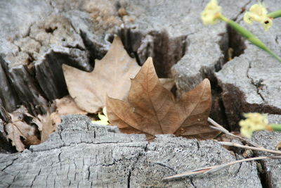Close-up of leaves on wood