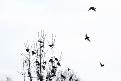 Low angle view of birds flying against clear sky