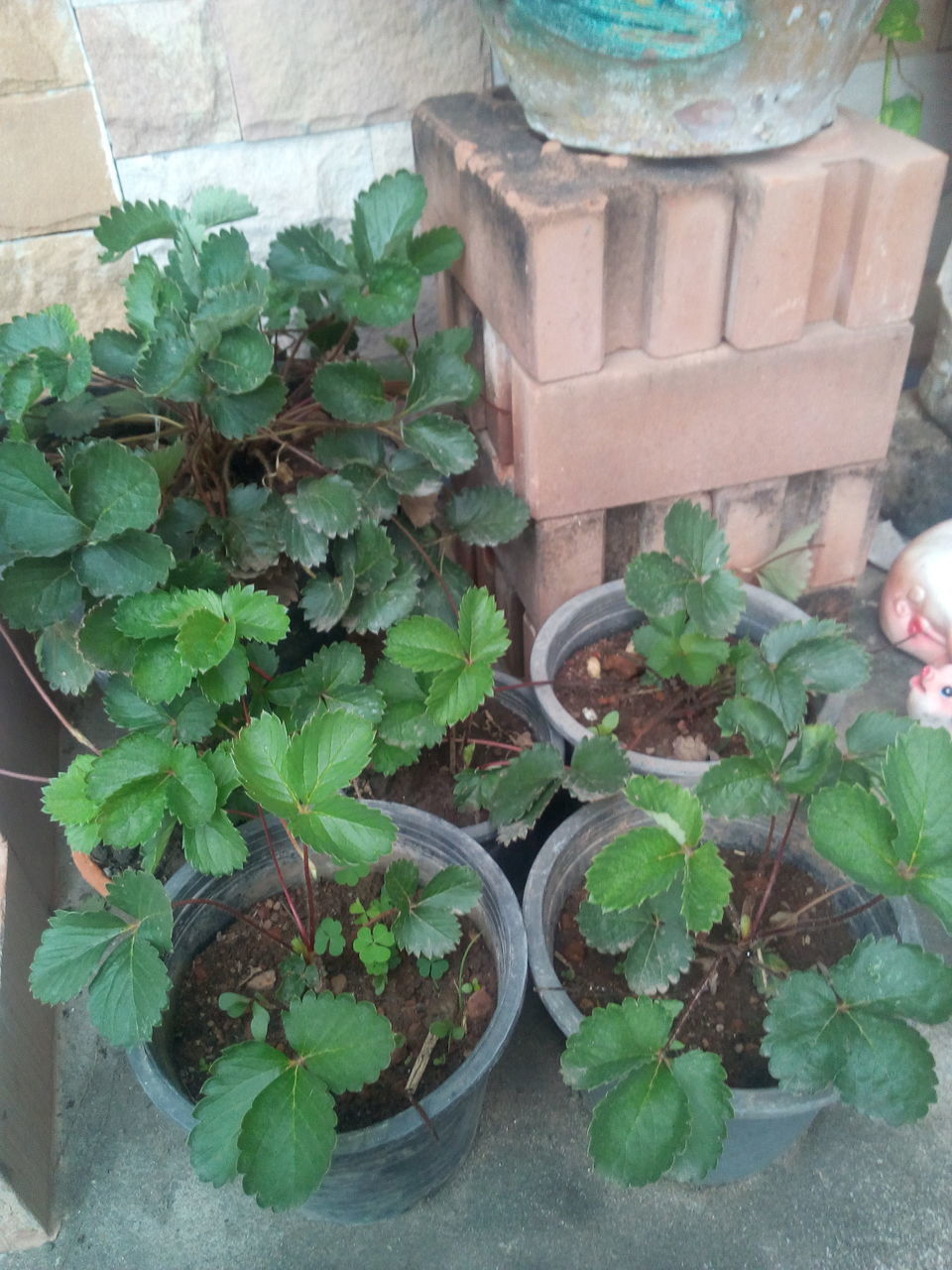 CLOSE-UP OF POTTED PLANT IN POT