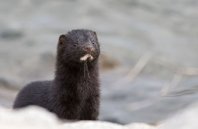 Close-up of an ferret 