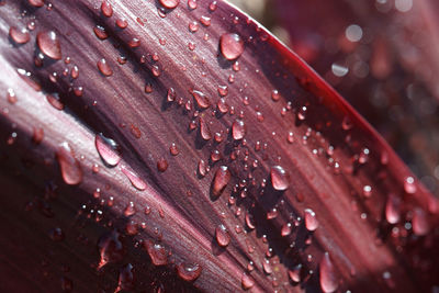 Droplets on a red leaf