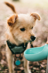 Close-up of dog