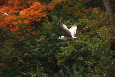 Bird flying by trees over forest