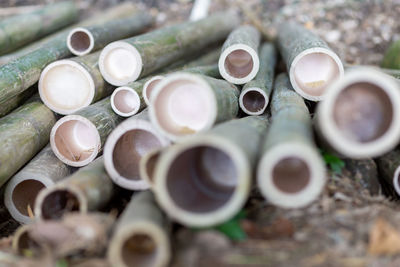 Close-up of bamboos