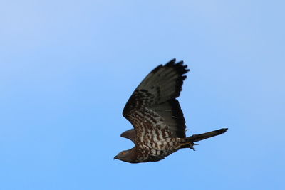 Bird flying against clear blue sky