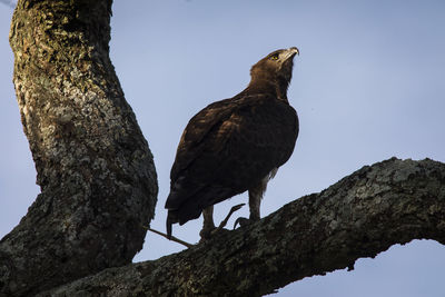 Low angle view of bird perching on tree against sky