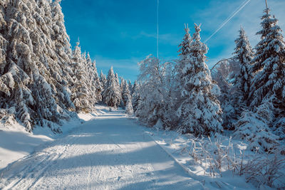 Snow covered trees against sky