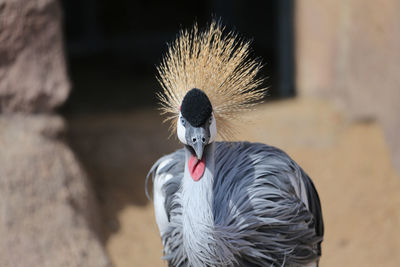 Close-up portrait of grey crowned crane