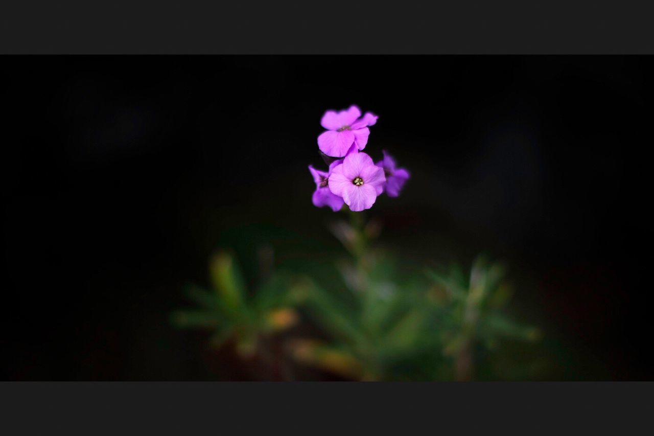 flower, freshness, petal, fragility, growth, flower head, beauty in nature, transfer print, plant, blooming, pink color, nature, close-up, auto post production filter, stem, focus on foreground, in bloom, bud, selective focus, purple