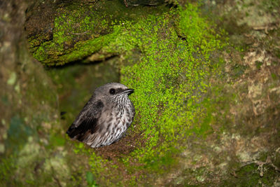 Close-up of bird perching on a land