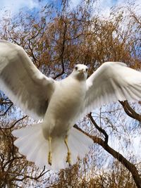 Low angle view of white bird flying