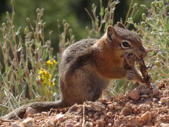 Squirrel on tree trunk in forest