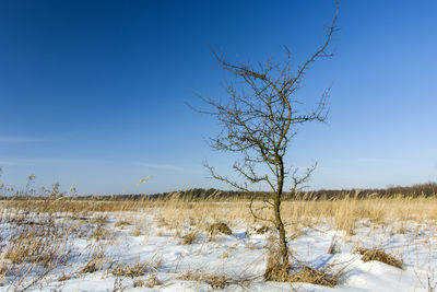 Bare tree on field against clear sky during winter