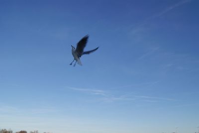 Low angle view of birds flying against blue sky