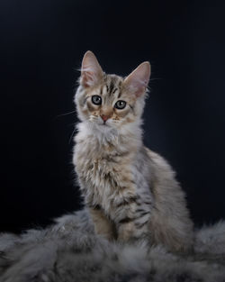 Portrait of kitten against black background