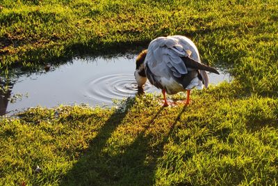 High angle view of duck on field by lake