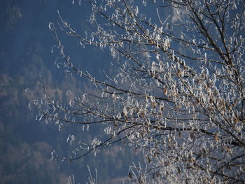 Close-up of frozen bare tree against sky