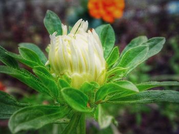 Close-up of flower bud