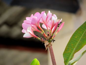 Close-up of pink flowering plant