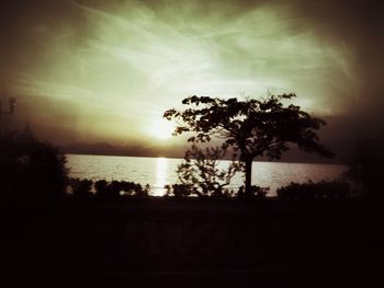 Silhouette of trees at sunset
