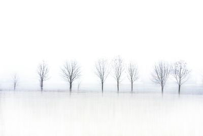 Bare trees in calm lake
