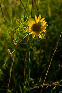 Close-up of yellow flowers blooming outdoors