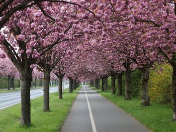 View of cherry blossom trees