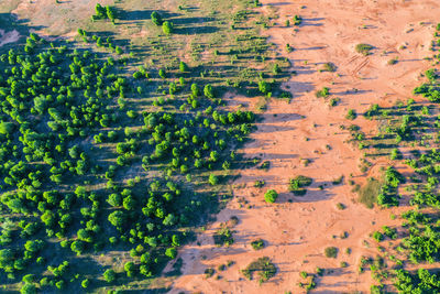 Full frame shot of agricultural field