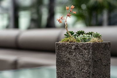 Close-up of potted plant against wall