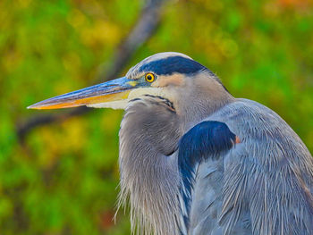 Close-up of a bird