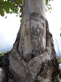 Low angle view of tree trunk