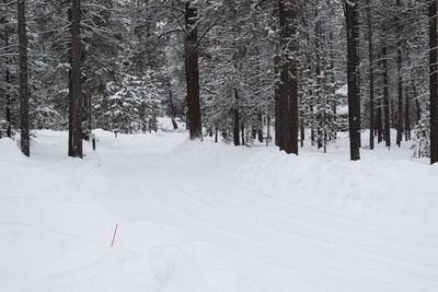 Trees on snow covered landscape