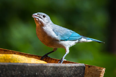 Close-up of bird perching on wood