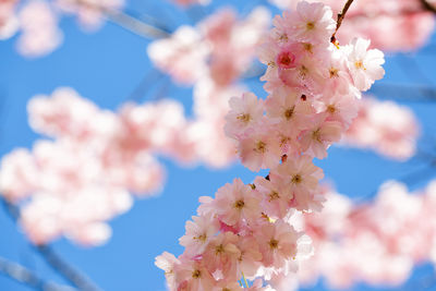 Close-up of pink cherry blossom