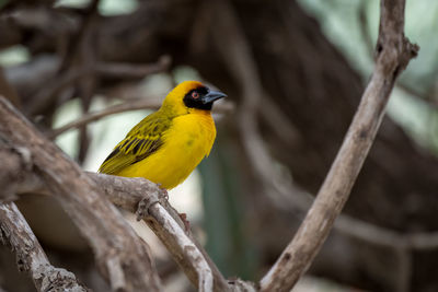 Yellow bird perching on branch