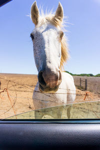 A horse looking through an open car window close up